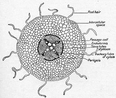 Image result for dicot root diagram | Root diagram, Biology diagrams, Bio art