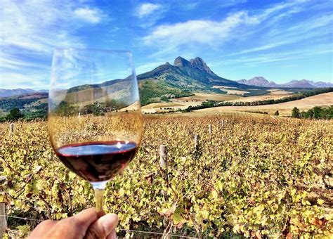 Stellenbosch wineries to visit