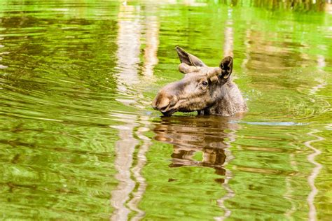 6 Animals You Didn't Know Love To Swim | Margaritaville Blog