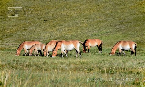 2 day trip to Hustai National Park | Zendmen Travel Mongolia