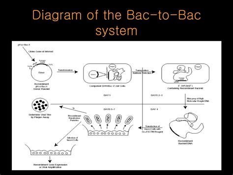 PPT - Bac-to-Bac Baculovirus Expression System PowerPoint Presentation - ID:201660