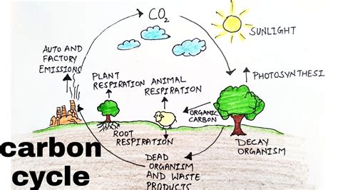 Carbon cycle/how to draw carbon cycle diagram/diagram of carbon cycle/carbon cycle diagram ...