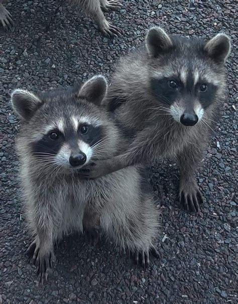 Cute & Cuddly: Adorable Raccoon Pictures to Melt Your Heart - Animal ...