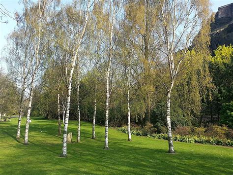 Pin by Carly Behncke on Grand View - outdoor in 2020 | Betula pendula, Silver birch, Specimen trees