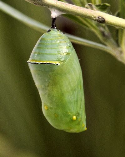 Monarch Life Cycle — 12 of 20 | The Monarch chrysalis, now s… | Flickr