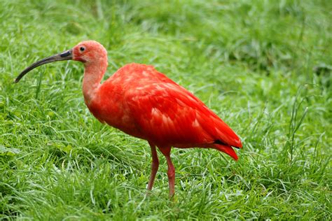 Eudocimus_ruber_(portrait).jpg 4272×2848 pixels | Aves, Aves marinhas, Aves aquáticas