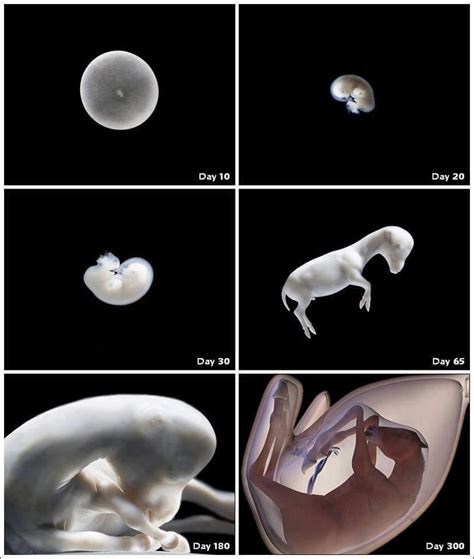 Foal development in the womb. - Horse and Man