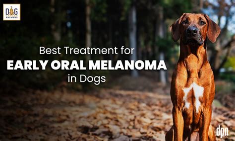 Best Treatment for Early Oral Melanoma in Dogs | Dr. Brooke Britton ...