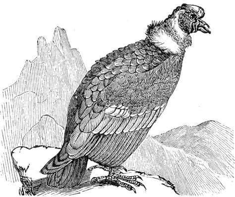 Andean Condor - Free Stock Illustrations | Creazilla