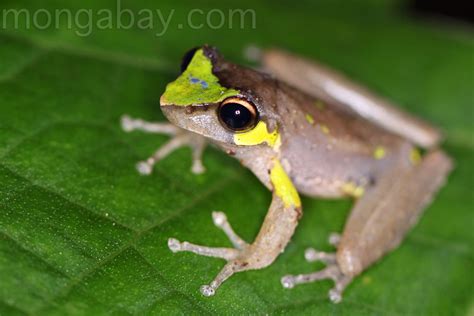 Brown frog with neon green and blue markings in Indonesian New Guinea