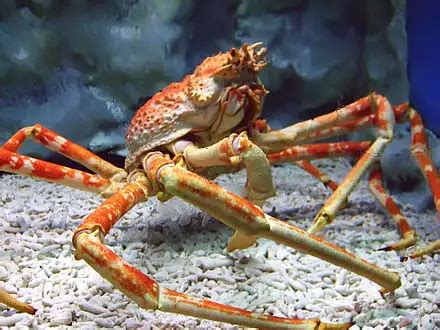 Japanese spider crab Fun Facts for Kids