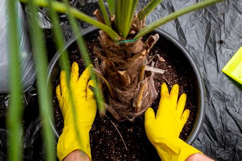 White Fungus On Palm Trees - What To Do?