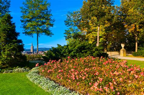 The Rose Garden (Rosengarten) with the Munster (Cathedral of Bern) in background, Bern, Canton ...