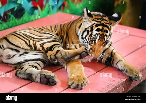 Tiger cub white background hi-res stock photography and images - Alamy