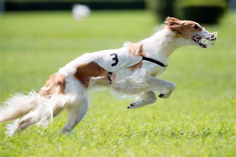 Borzoi Muzzle - National Borzoi Club