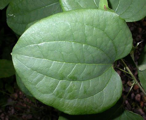 Smilax herbacea (Smilacaceae) image 15294 at