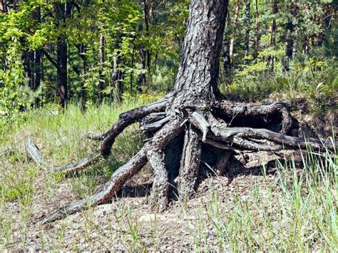 Pine Tree Root System - Are Pine Tree Roots Invasive? - LeafyJournal