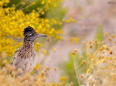 Where Do Roadrunners Live? (Habitat + Distribution) - Unianimal