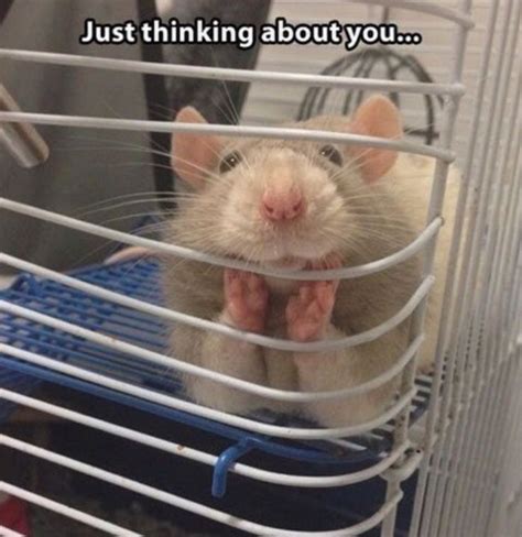 Pin by 태태 ♡ on Random Memes | Pet rats, Cute rats, Funny animal pictures