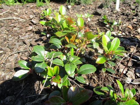 Gaultheria procumbens | QJURE.com