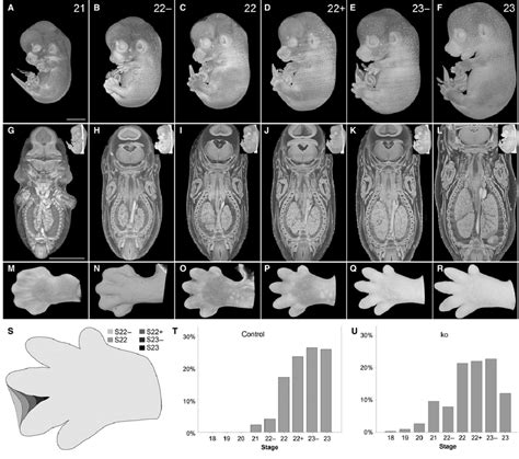 Stages of E14.5 embryos. (A-F) Volume-rendered 3D models of the surface... | Download Scientific ...