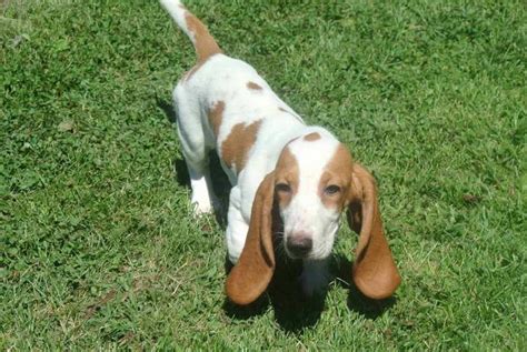 Full Grown Miniature Basset Hound | PETSIDI