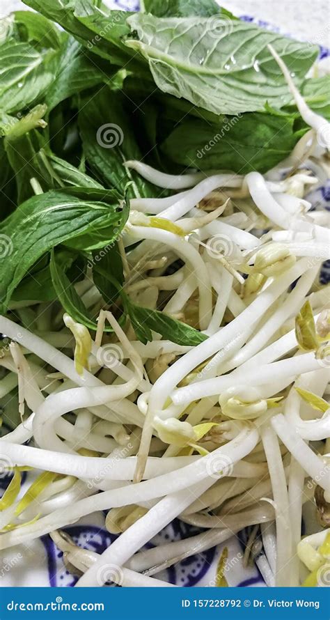 Fresh Raw Bean Sprouts and Basil Served on a Plate Stock Photo - Image of cuisine, dinner: 157228792