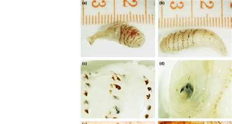 Morphological structures of Dermatobia hominis. (A) Second instar ...