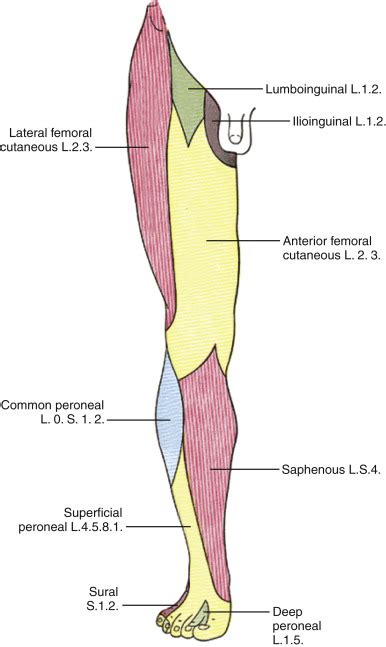 Lower Extremity: Saphenous Nerve Block | Musculoskeletal Key