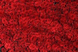 Roses Noble Flowers - Free photo on Pixabay