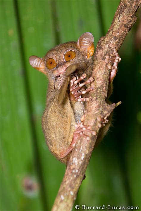 Tarsier Eating - Burrard-Lucas Photography