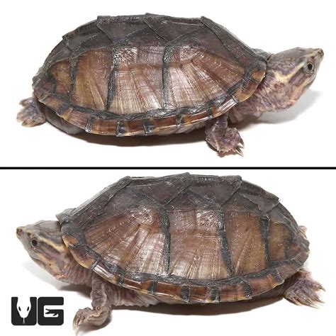 Yearling Stinkpot Musk Turtles For Sale - Underground Reptiles