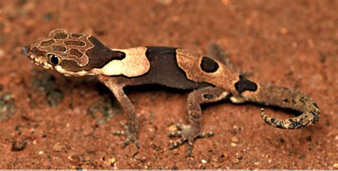 Aravind’s ground gecko: New bent-toed gecko species - GKToday