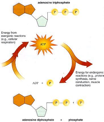 Atp Cycle