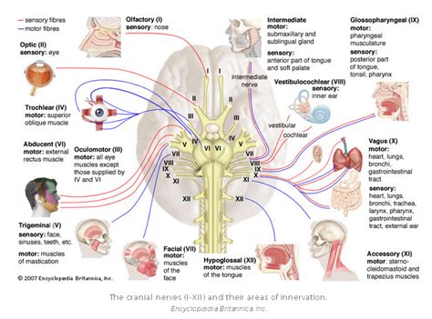 human biology - Do all nerves in the body end at the tongue? - Biology ...