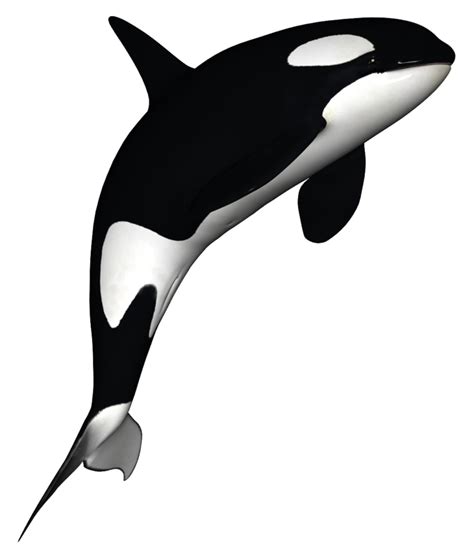 Orca clipart free 3 - WikiClipArt