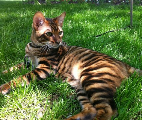 Chats: Le Toyger