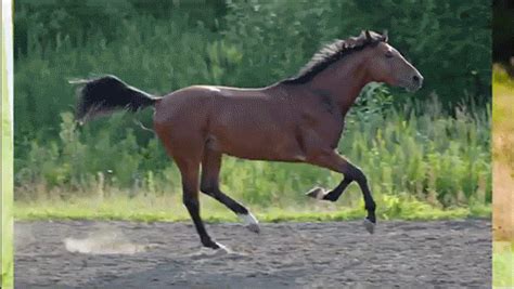 Horsey S GIFs - Find & Share on GIPHY