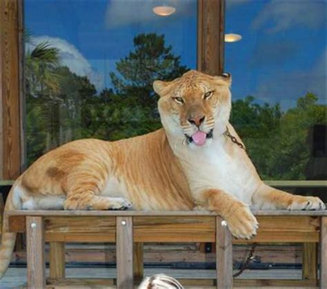 10 best Liger Hercules Pictures and Photos images on Pinterest | Hercules, Clip art and Photographs