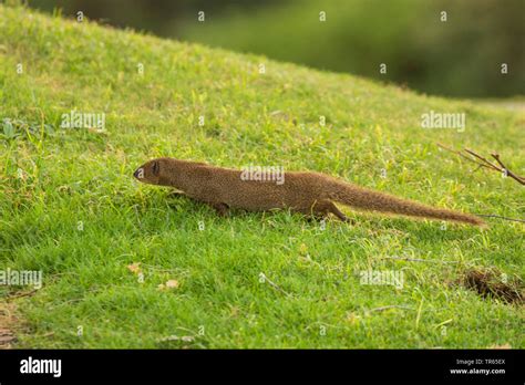 Mongoose habitat hi-res stock photography and images - Alamy