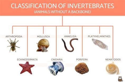 Classification of Invertebrates Chart With Definitions and Examples | Invertebrates, Vertebrates ...