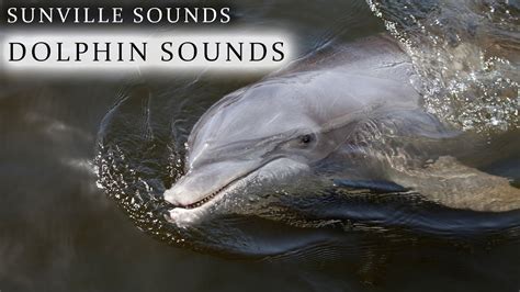 10 Hours of Dolphin Sounds | Animal Sounds with Peter Baeten - YouTube