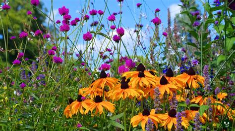 21 Black Eyed Susan Companion Plants: Top Choices For Your Garden