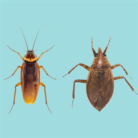 Cockroach Vs Waterbug?: Key Differences