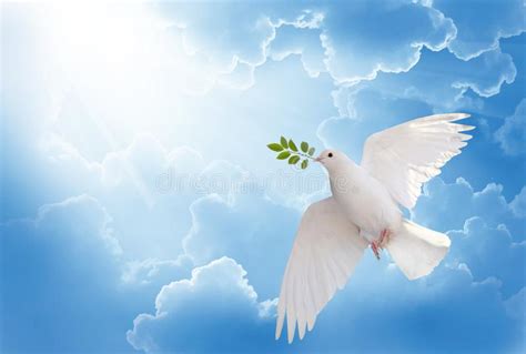 white-dove-holding-green-leaf-branch-flying-sky-free-international-day-peace-concept-background ...