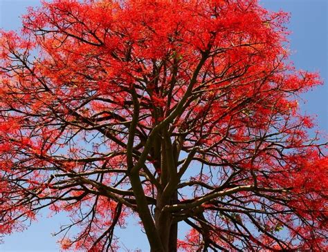 Illawarra Flame Tree (Brachychiton acerifolia)