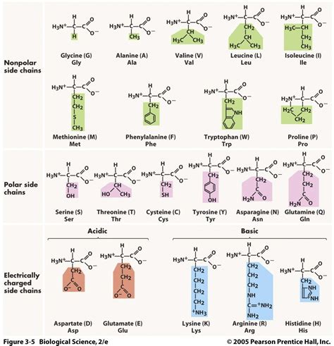 Three acronym mnemonics for remembering the amino acids – Mindful Med ...