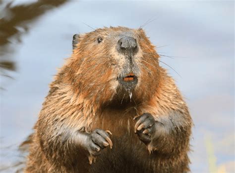 64,269 Beaver Royalty-Free Images, Stock Photos & Pictures | Shutterstock