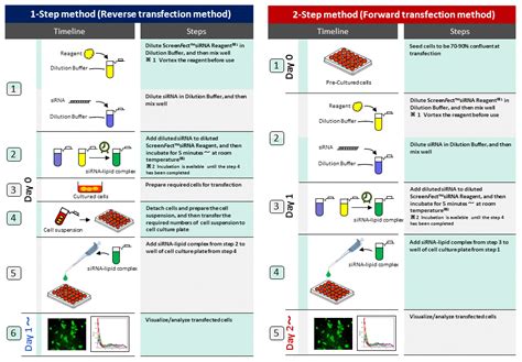 ScreenFect(TM)siRNA・299-75001・295-75003[Detail Information] | [Life Science]|Laboratory ...