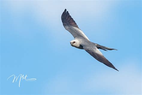 Wildlife photography: One Mississippi, two Mississippi, three Mississippi